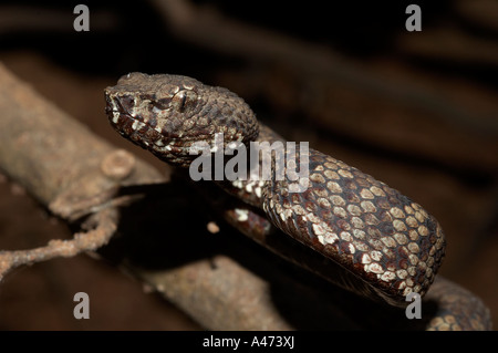 Trimeresums malbaricus MALABAR PIT VIPER venimeuse commun. La vue latérale Close up Banque D'Images