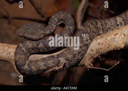 Trimeresums malbaricus MALABAR PIT VIPER venimeuse commun. La vue dorsale Close up Banque D'Images