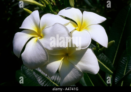 Frangipanier blanc frangipanier, Singapour, Champa. Plumeria obtusa Famille : Apocynaceae laurier-rose. Les fleurs avec centre jaune Banque D'Images