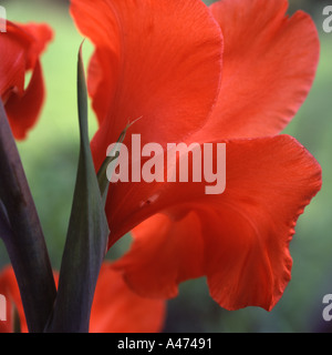 Portrait de glaïeuls rouges Banque D'Images