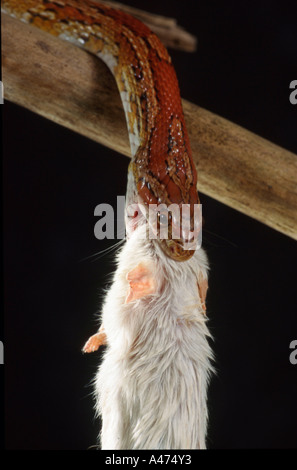 Red Rat Snake Snake Maïs Kornnatter Banque D'Images