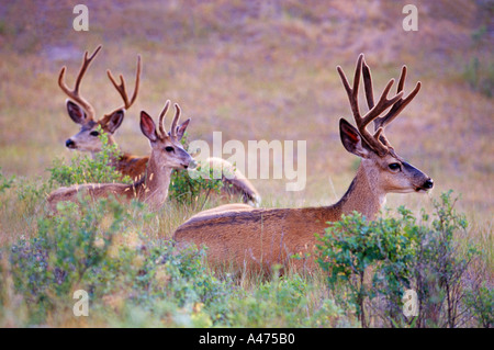 Un trio de cerfs mulets installez-vous pour une nuit de repos à la National Bison Range, Montana. Banque D'Images