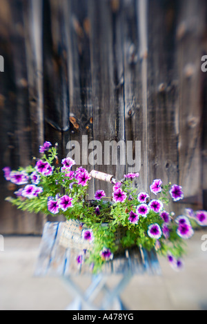 Panier de fleurs sur table en bois ancien porche contre parement grange rustique Banque D'Images