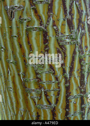 Acer davidii écorce Banque D'Images