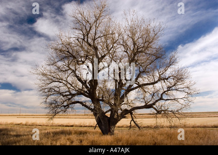 Arbre solitaire sur l'ouest des prairies, mi Lamar, Colorado, USA Banque D'Images