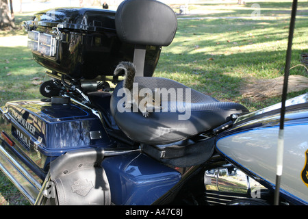 L'Écureuil gris sur le siège d'une moto de Police Banque D'Images