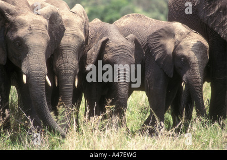 Quatre jeunes elephant côte à côte car ils se nourrissent d'herbe longue dans la Masai Mara National Reserve Kenya Afrique de l'Est Banque D'Images