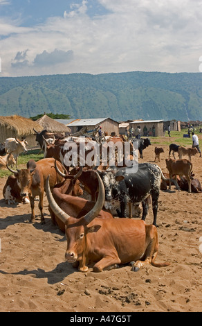 Troupeau de bovins Ankole sur la rive du lac Albert, dans le Nord de l'Ouganda, Afrique de l'Est, Banque D'Images