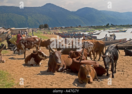 Troupeau de bétail sur les rives du lac Albert, dans le Nord de l'Ouganda, Afrique de l'Est, Banque D'Images