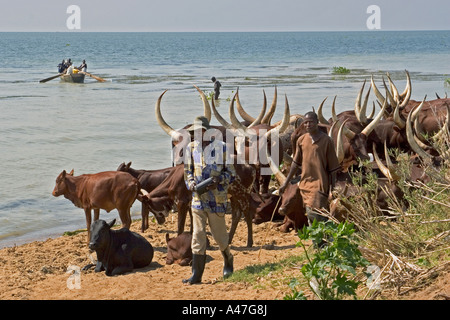 Troupeau de bovins à l'agriculteur éleveur sur la rive du lac Albert, dans le Nord de l'Ouganda, Afrique de l'Est, Banque D'Images