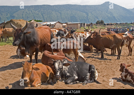 Troupeau de bétail sur les rives du lac Albert, dans le Nord de l'Ouganda, Afrique de l'Est, Banque D'Images