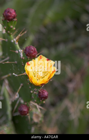 Close up of yellow fleur de cactus avec les bourgeons et les épines, vallée du Rift, de l'Ouganda Banque D'Images