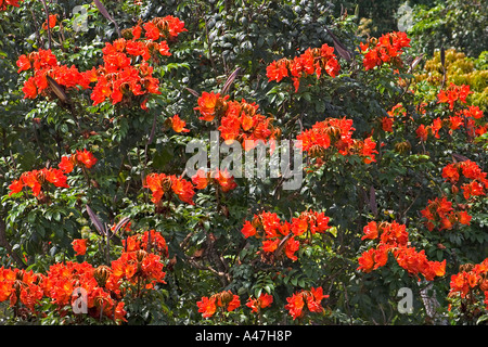 African tulip tree fleurs en forêt jungle, la Guinée équatoriale, l'Afrique de l'Ouest Banque D'Images