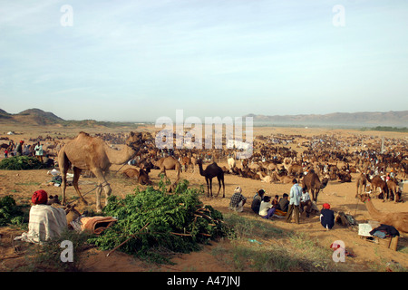 Les chameaux sont mis sur l'affichage pour les acheteurs potentiels au cours de l'assemblée annuelle de chameau de Pushkar juste en Inde Banque D'Images