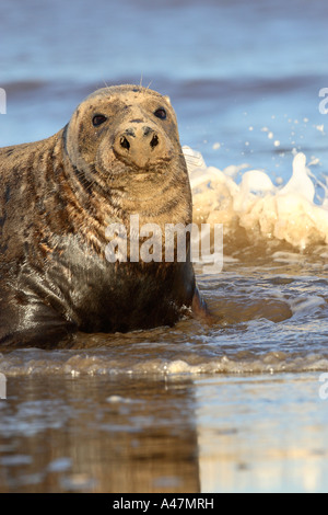 Bull phoque gris Halichoerus grypus déménagement dans de l'eau avec de petites vagues se brisant autour de lui Banque D'Images