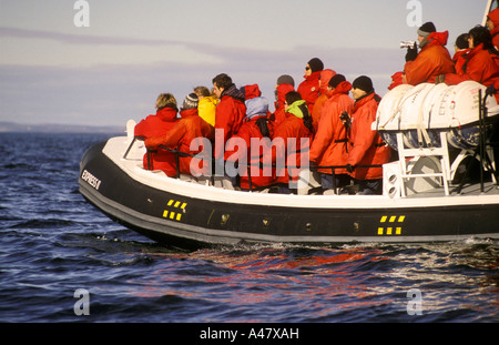 Un zodiac plein de gens sur un voyage d'observation des baleines dans le fleuve Saint-Laurent Banque D'Images