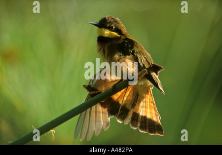 Peu Guêpier (Merops pusillus) étend ses ailes dans la lumière du matin. Okavango Delta, Botswana, Africa Banque D'Images