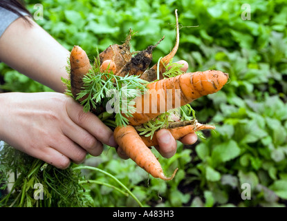 Un tas de carottes fraîchement creusée à Spitalfields City Farm Banque D'Images