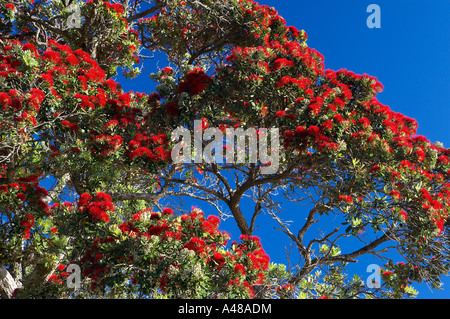 Un Arbre Pohutukawa dans pleine floraison nouvelle de l'île du nord de la péninsule de Coromandel, Zealanad NR Banque D'Images