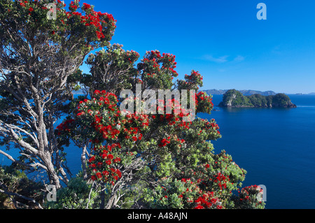 Un arbre pohutukawa dans pleine floraison près de Hahei péninsule de Coromandel ile du Nord Nouvelle Zélande M. Banque D'Images