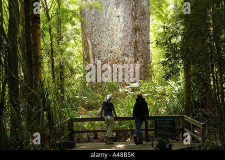 Un couple à la recherche de l'arbre kauri géant Te Matua Waipoua Kauri Forest Nouvelle-zélande Northlands NR Banque D'Images