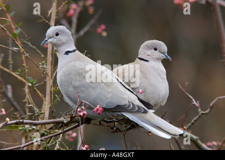 Paire de Tourterelles turques Streptopelia decaocto perché sur les brindilles à Nice avec alerte désamorcer bedfordshire potton d'arrière-plan Banque D'Images