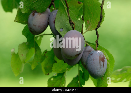 Pflaume prune / / / / Zwetsche Zwetschke Zwetschge Banque D'Images