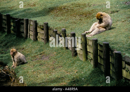 Apenheul primate Holland Park où 35 espèces de singe singe lémurien et errent librement auprès des visiteurs Banque D'Images