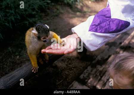 Apenheul primate Holland Park où 35 espèces de singes singes et Lémuriens en liberté Banque D'Images