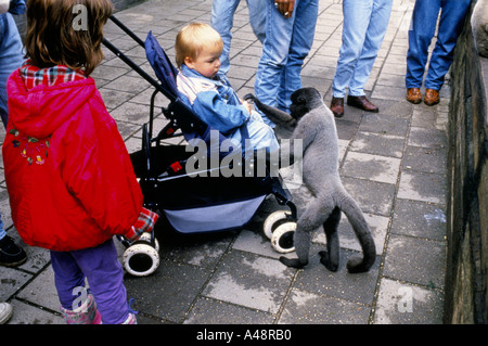 Apenheul primate Holland Park où 35 espèces de singes singes et Lémuriens en liberté avec les visiteurs Banque D'Images