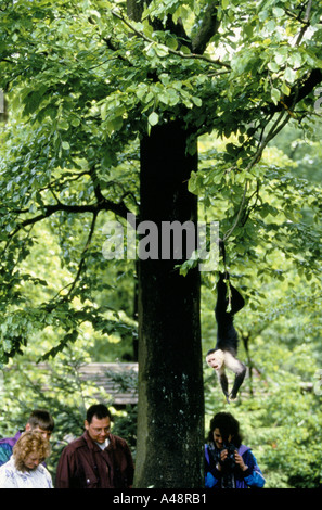 Apenheul primate Holland Park où 35 types de monkey singes et lémuriens errent librement avec les visiteurs. Banque D'Images