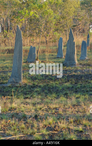 Termitières magnétiques dans le Kakadu National Park, Territoire du Nord Australie Banque D'Images