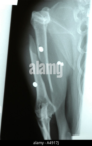 La radiographie de l'humérus os du bras supérieur d'un chat qui a été fracturé par de multiples blessures par balle Banque D'Images