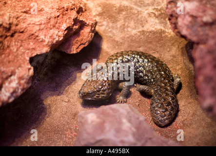 Retour à galets (Trachydosaurus rugosus) scinque Banque D'Images