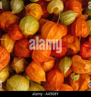 Lanterne chinoise Physalis fleurs graines séchées Banque D'Images