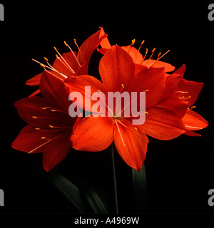 Amaryllis plantes en pleine floraison Banque D'Images