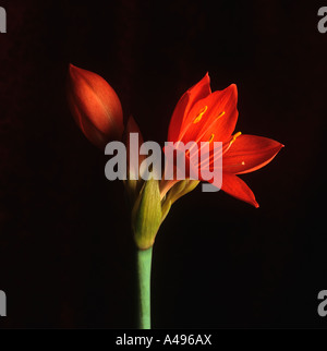 Amaryllis plantes en pleine floraison Banque D'Images