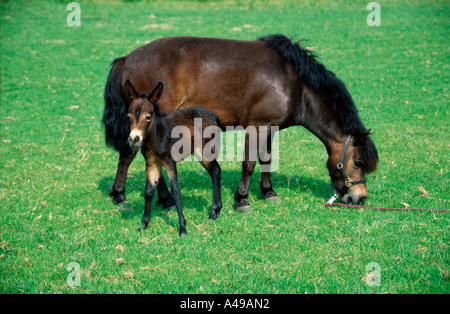 Poney Shetland et Mule / Shetlandpony und Maultier Banque D'Images