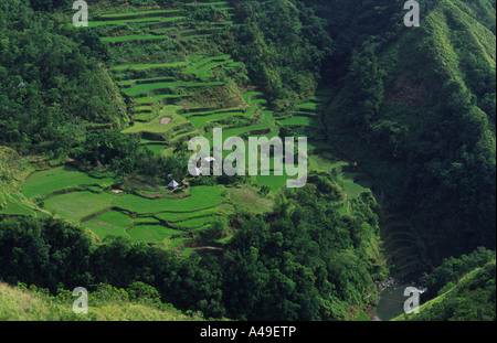 Terrasses de riz près de Batad nord-Luzon Philippines Asie du sud-est Banque D'Images