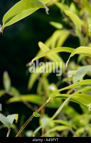 Feuilles de Phyllostachys aurea bambou bambou jaune ou doré Banque D'Images