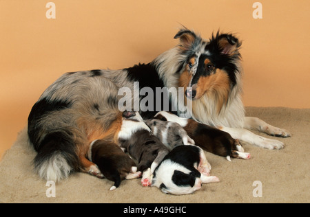 Rough Collie et les chiens de race mixte Banque D'Images