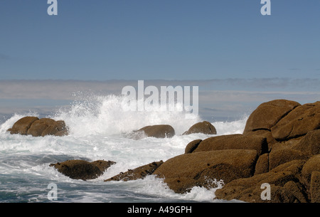 Spray blanc comme des vagues briser contre les roches de granit couverte de balanes sur une journée ensoleillée Banque D'Images