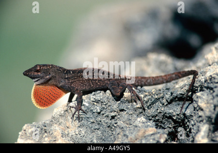 Brown Anole Anole cubain / Banque D'Images