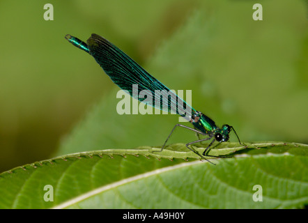 Une demoiselle vert métallique probablement une demoiselle Calopteryx splendens femelle bagué repose sur un flux frontpage Banque D'Images