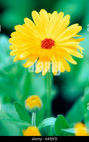 Jardin Marigold / Gemeine Ringelblume Banque D'Images