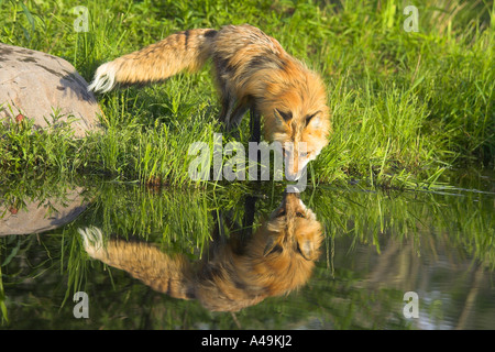 American Red Fox / Amerikanischer Rotfuchs Banque D'Images