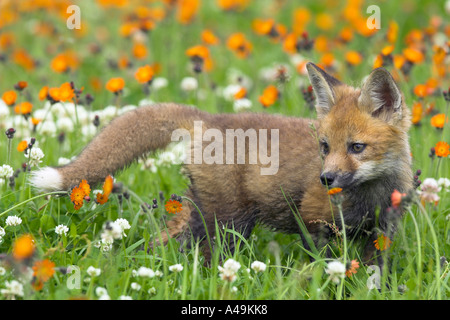 American Red Fox / Amerikanischer Rotfuchs Banque D'Images