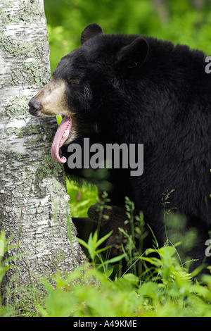 L'ours noir / Schwarzbaer Banque D'Images