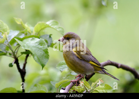 Verdier (Carduelis chloris) Banque D'Images