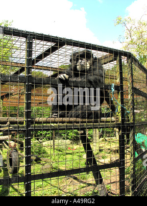 Les animaux. PAN TROGLODYTES CHIMPANZÉ en captivité. Banque D'Images